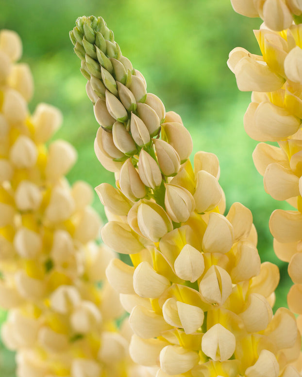 Lupinus 'Cashmere Cream'