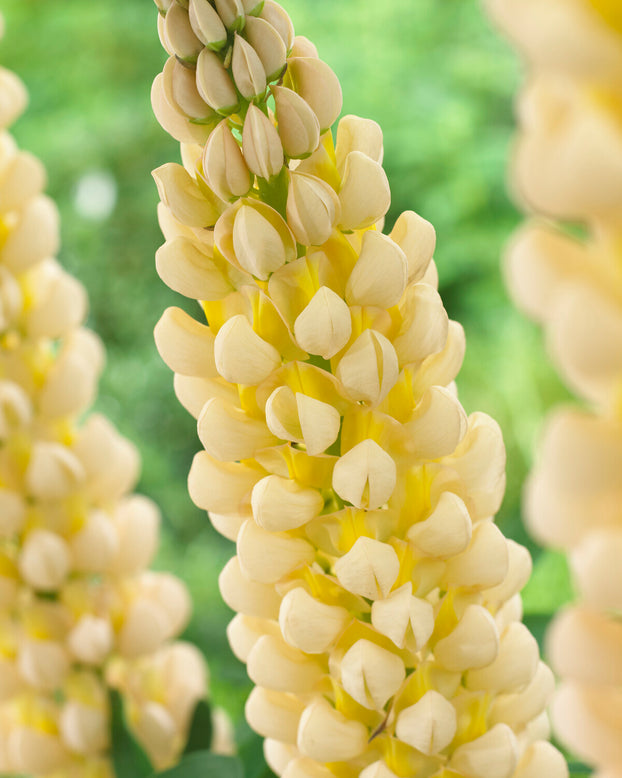 Lupinus 'Cashmere Cream'