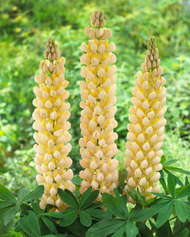 Lupinus 'Cashmere Cream'