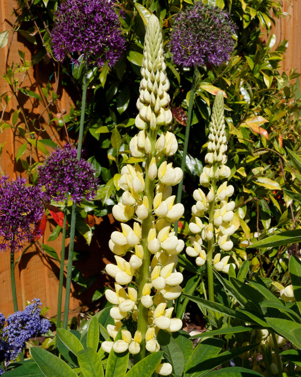 Lupinus 'Cashmere Cream'