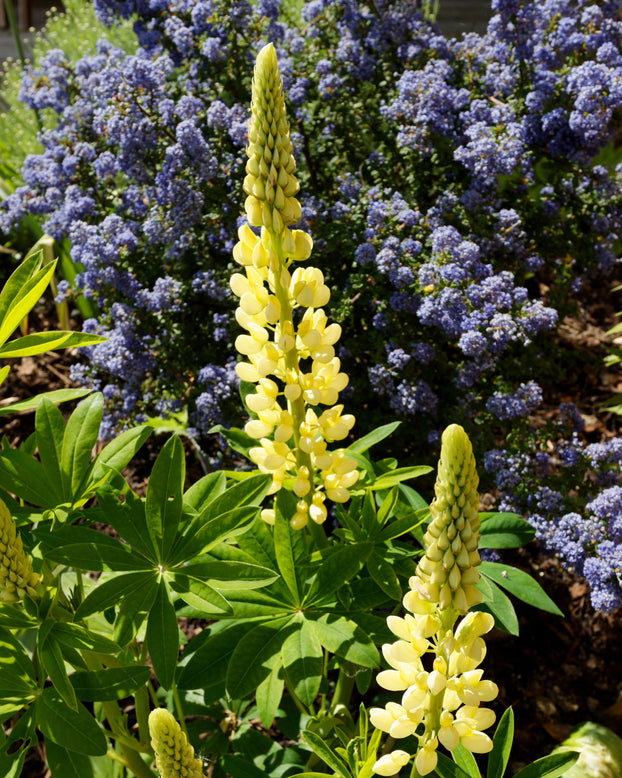 Lupinus 'Cashmere Cream'