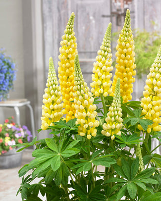 Lupinus 'Desert Sun'