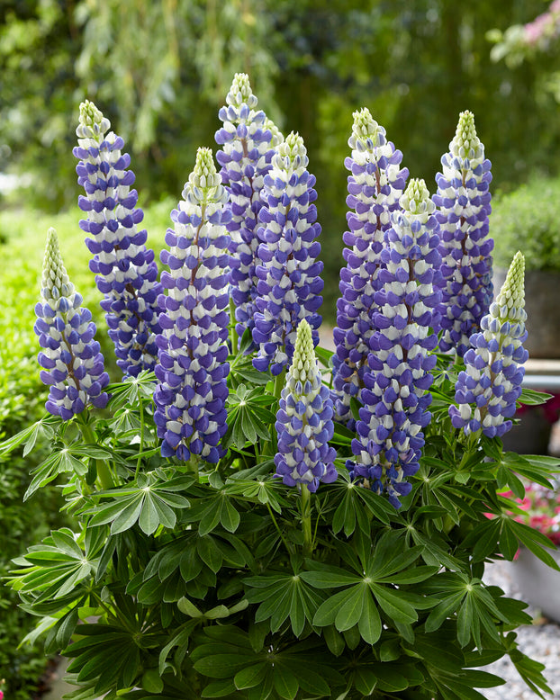 Lupinus 'King Canute'