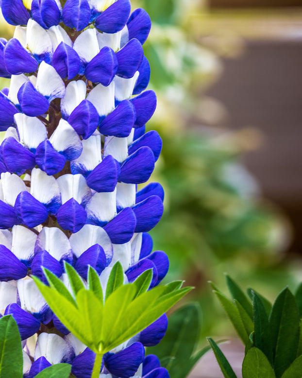 Lupinus 'King Canute'