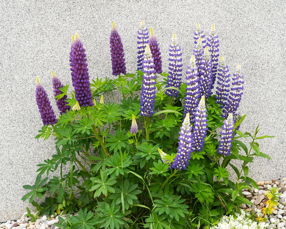 Lupinus 'King Canute'