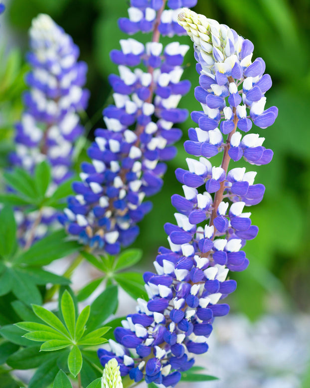 Lupinus 'King Canute'