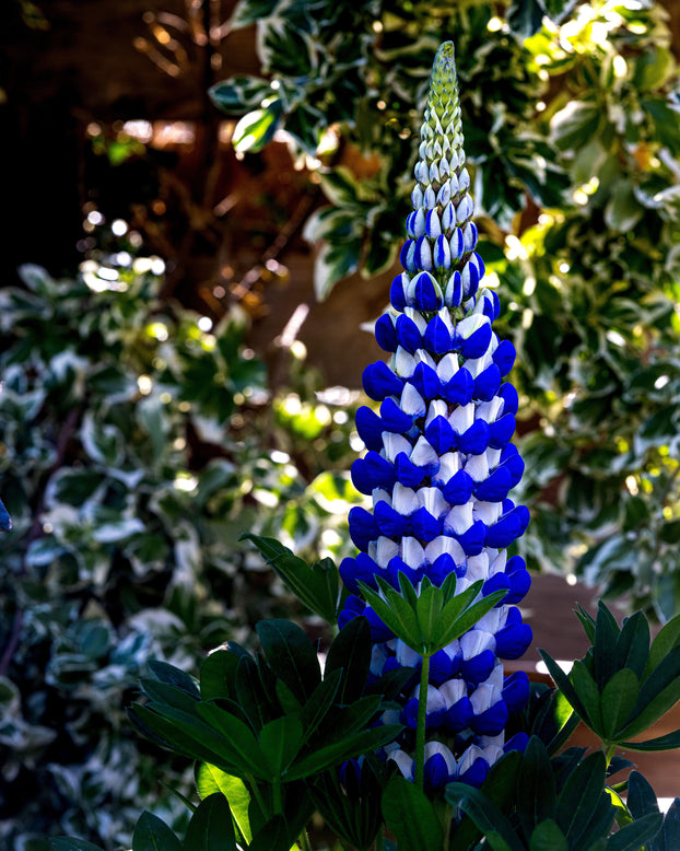 Lupinus 'King Canute'