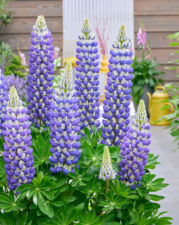 Lupinus 'King Canute'