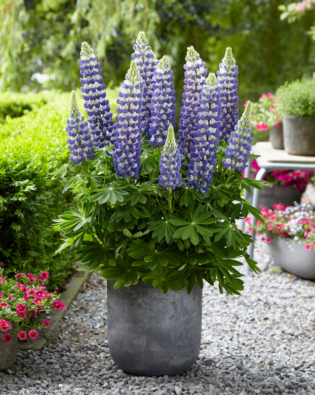 Lupinus 'King Canute'