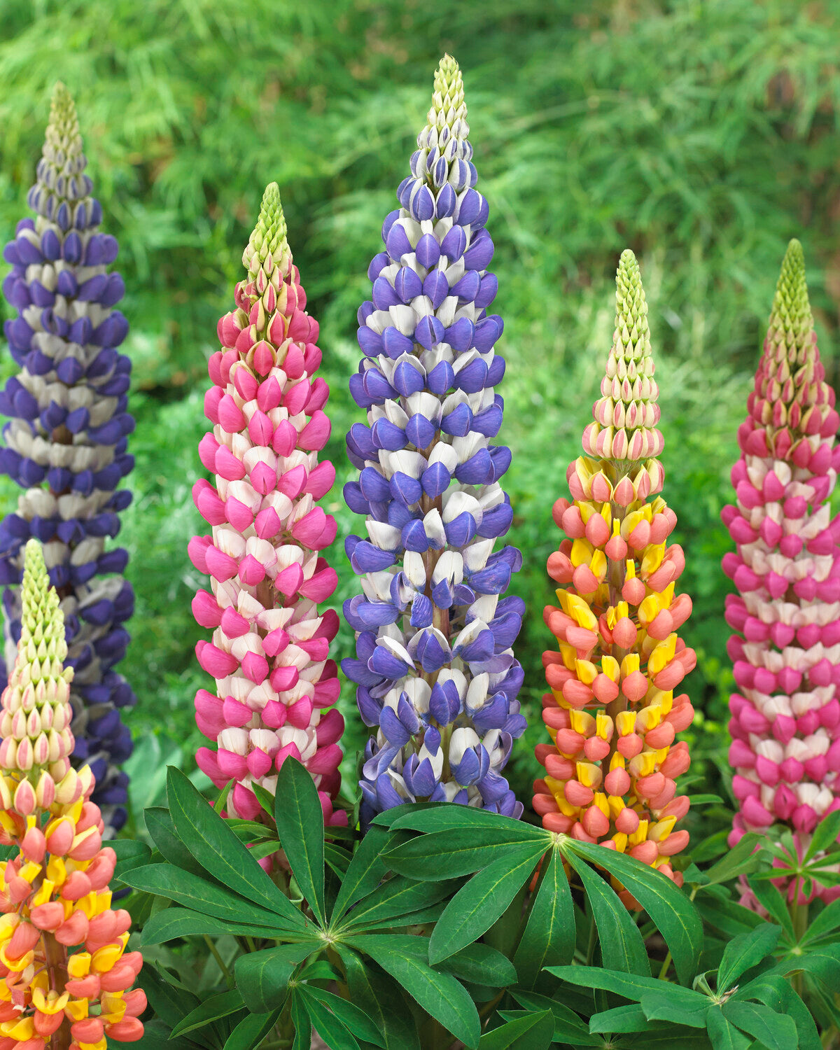 Lupinus 'King Canute' bare roots — Buy blue/white lupins (lupines ...