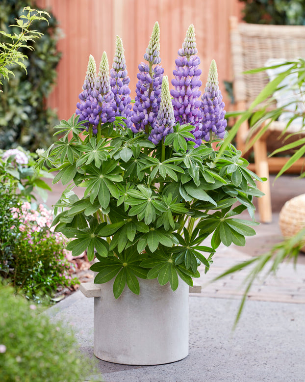 Lupinus 'Melody'