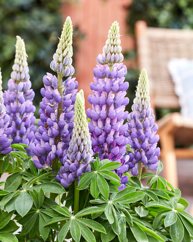 Lupinus 'Melody'