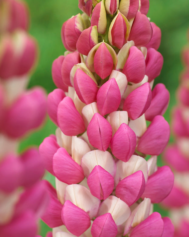 Lupinus 'Rachel de Thame'