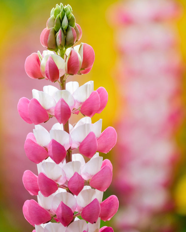 Lupinus 'Rachel de Thame'