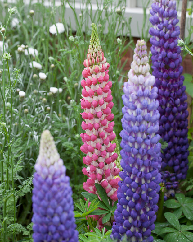 Lupinus 'Rachel de Thame'