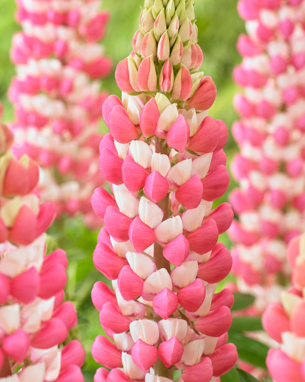 Lupinus 'Rachel de Thame'