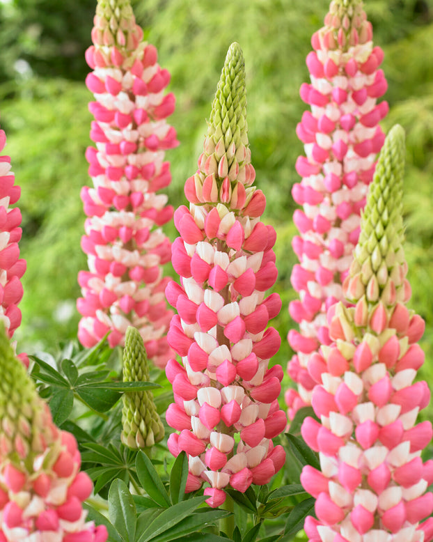 Lupinus 'Rachel de Thame'