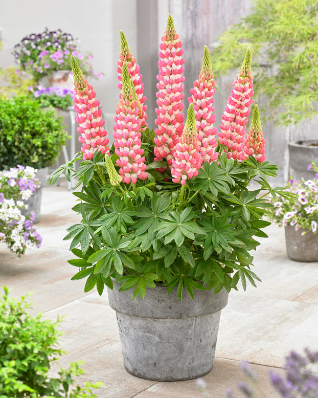 Lupinus 'Rachel de Thame'