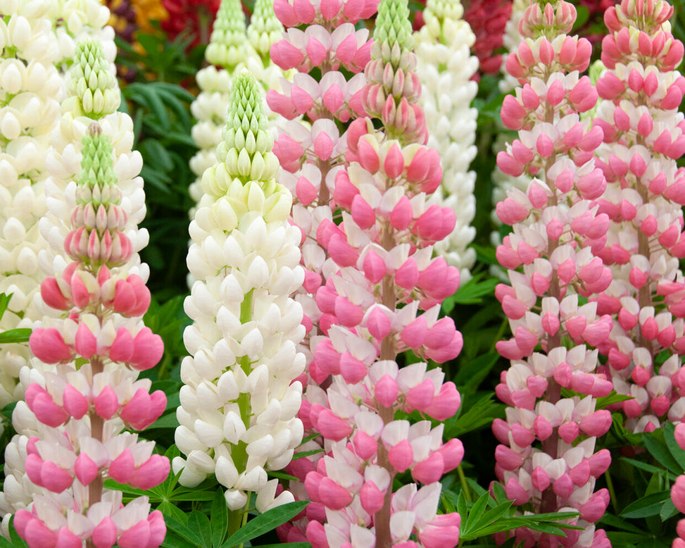 Lupinus 'Rachel de Thame'