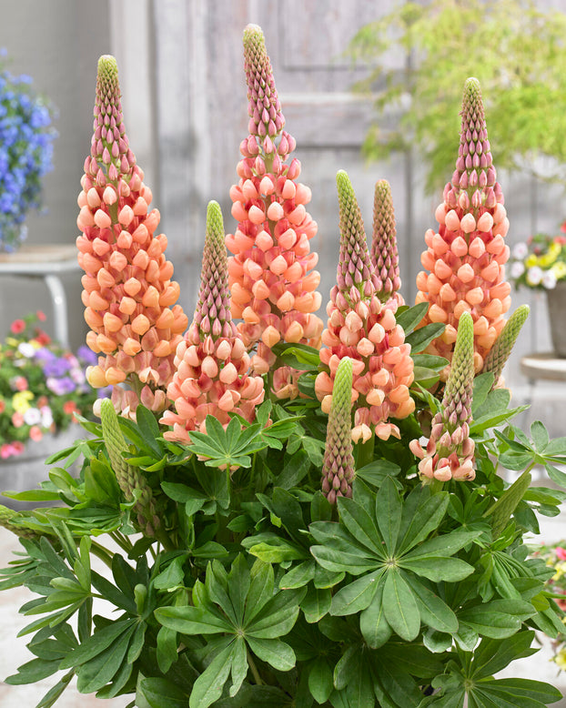 Lupinus 'Salmon Star'