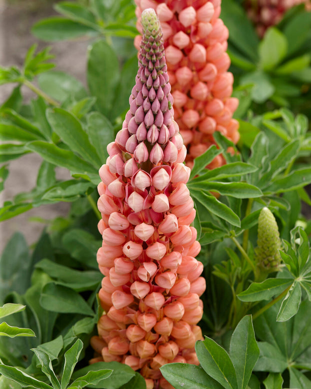 Lupinus 'Salmon Star'