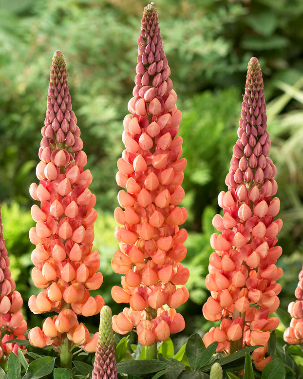 Lupinus 'Salmon Star'