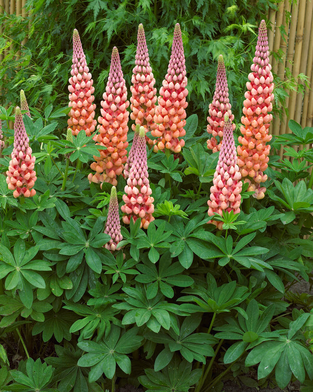 Lupinus 'Salmon Star'