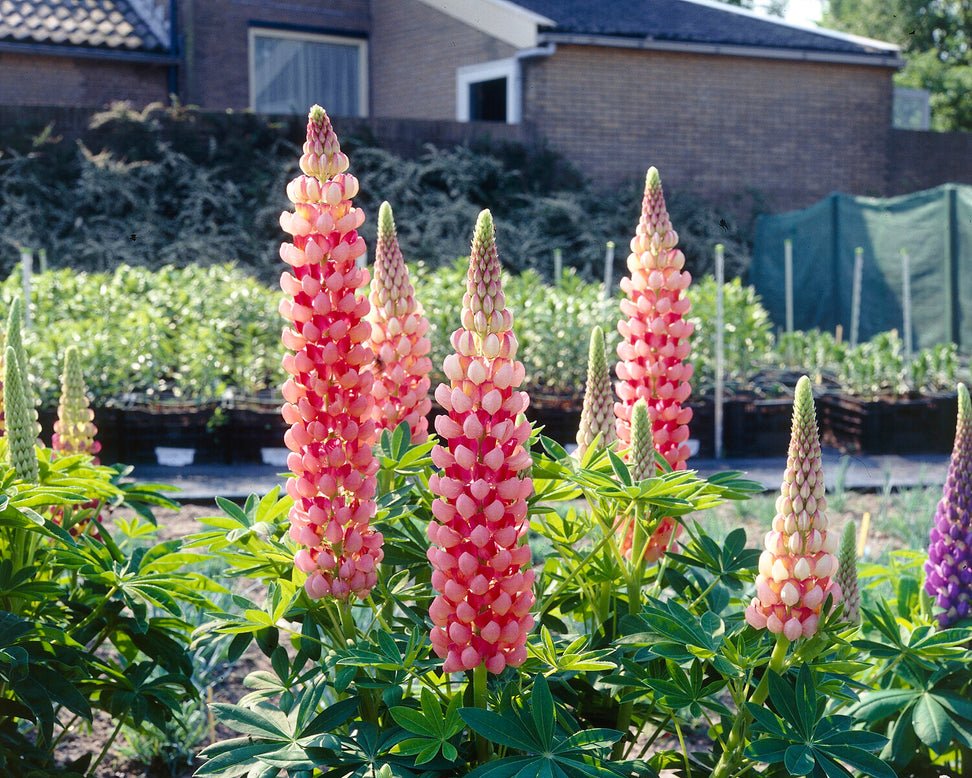 Lupinus 'Salmon Star'