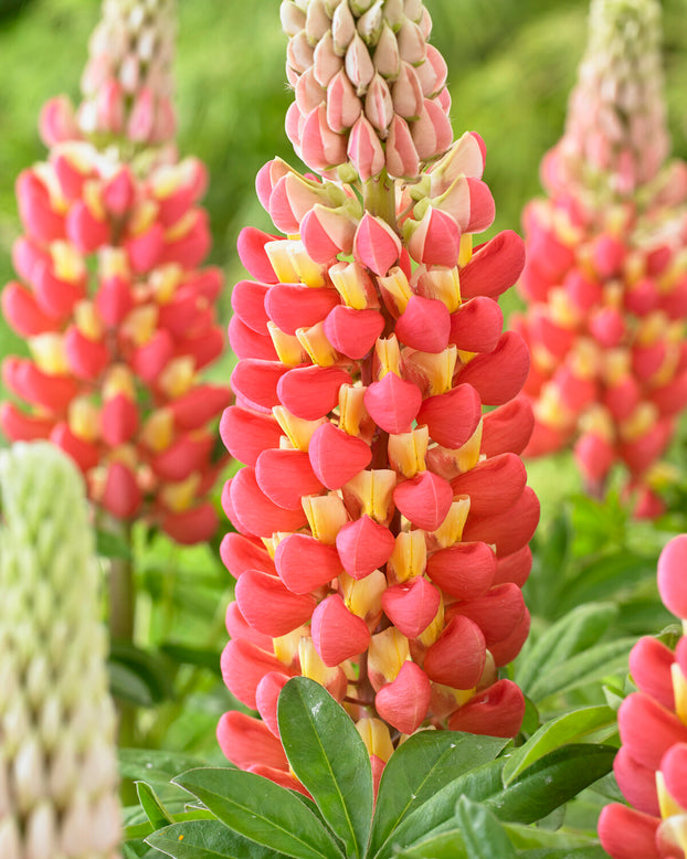 Lupinus 'Tequila Flame'