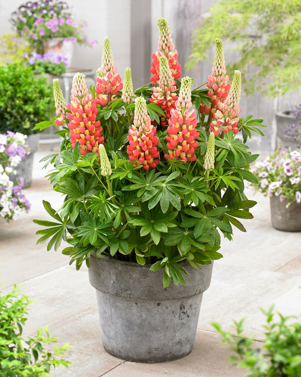 Lupinus 'Tequila Flame'