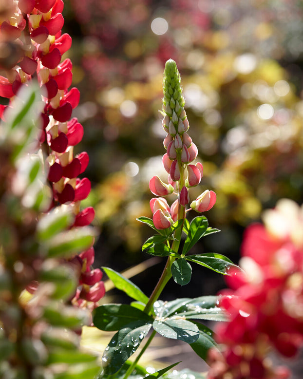 Lupinus 'Tequila Flame'