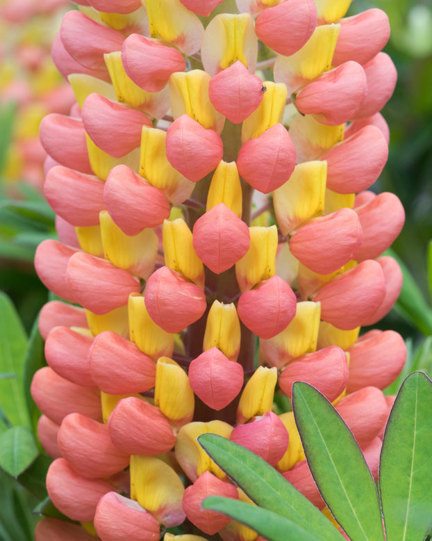 Lupinus 'Tequila Flame'