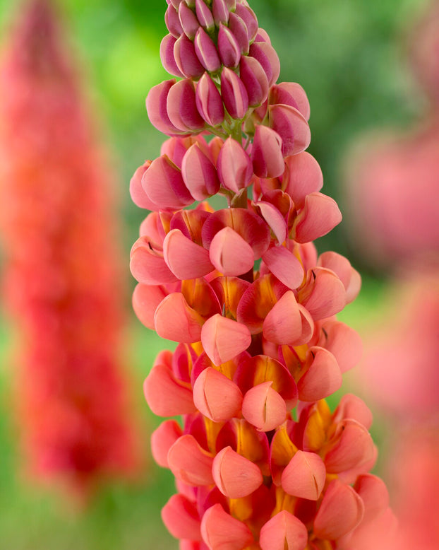 Lupinus 'Terracotta'