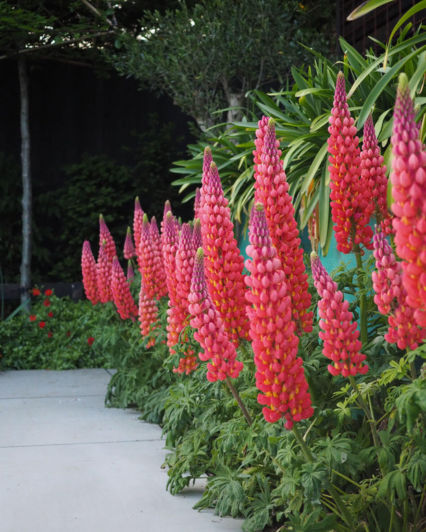 Lupinus 'Terracotta'