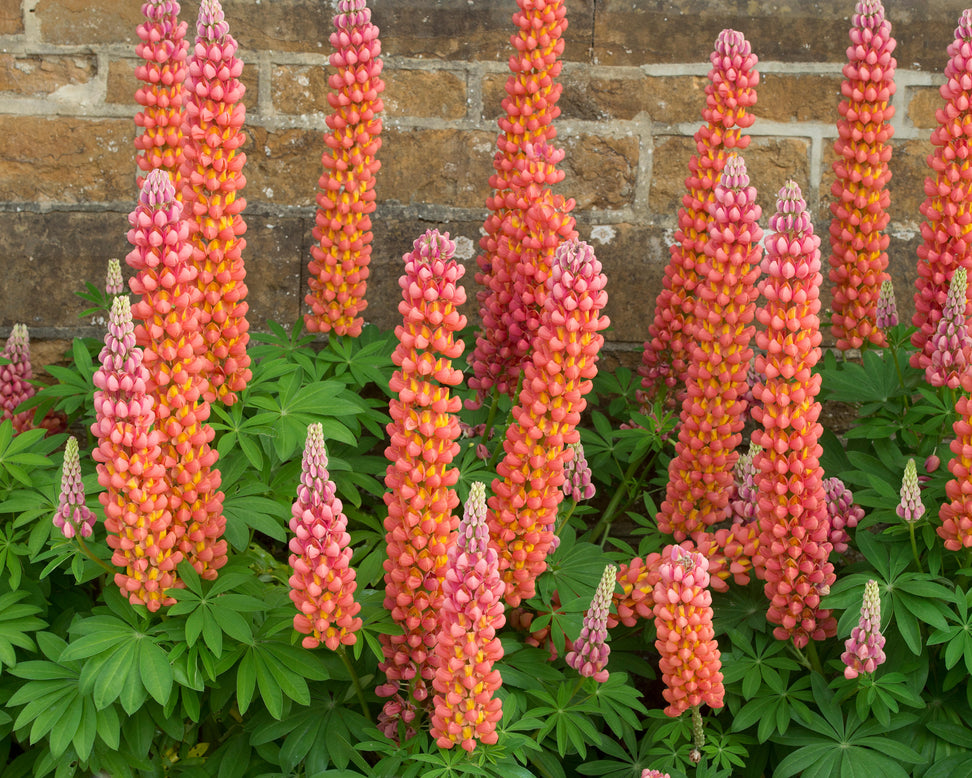 Lupinus 'Terracotta'