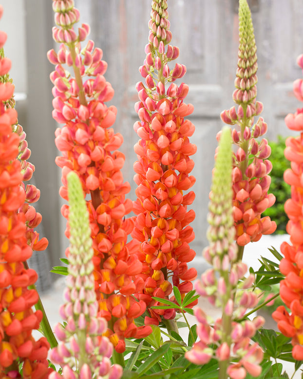 Lupinus 'Terracotta'