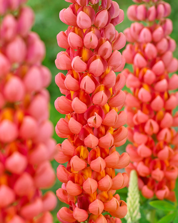 Lupinus 'Terracotta'