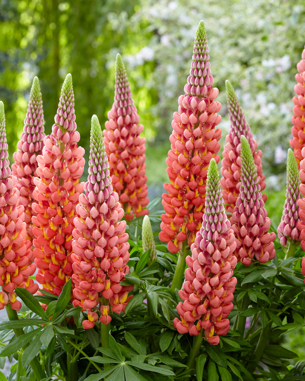 Lupinus 'Towering Inferno'