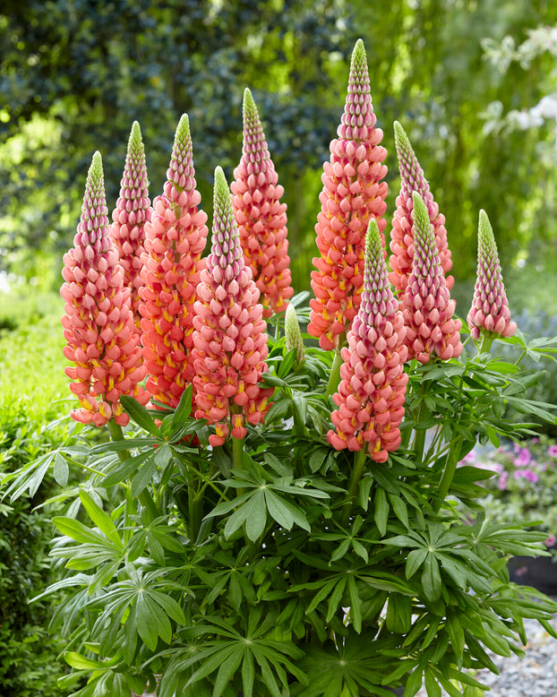 Lupinus 'Towering Inferno'