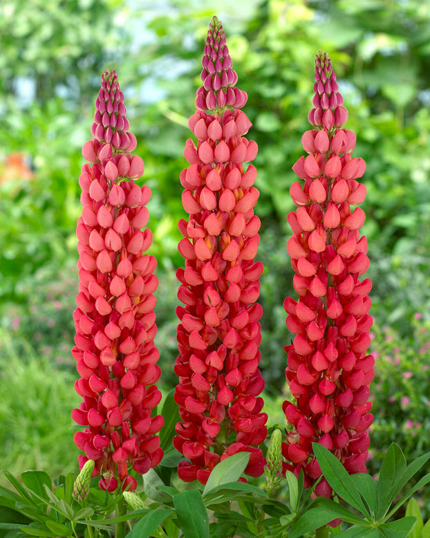 Lupinus 'Towering Inferno'