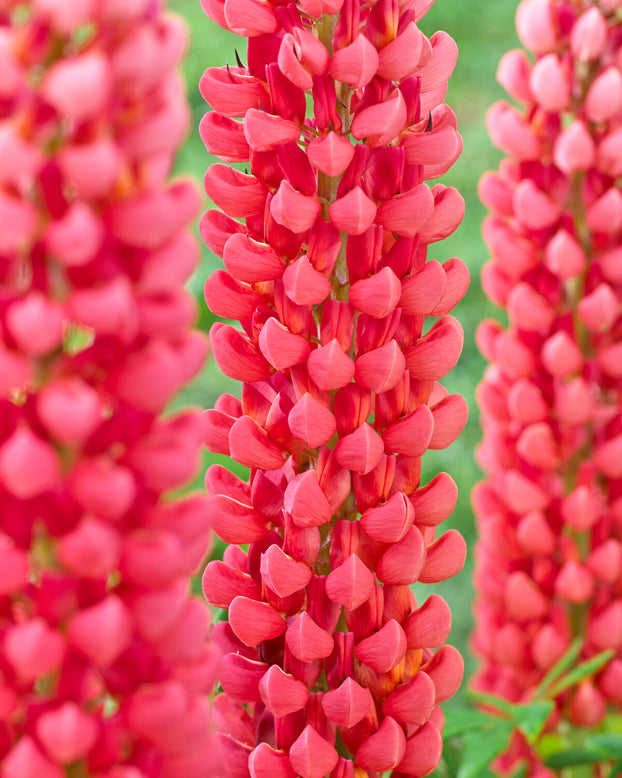 Lupinus 'Towering Inferno'