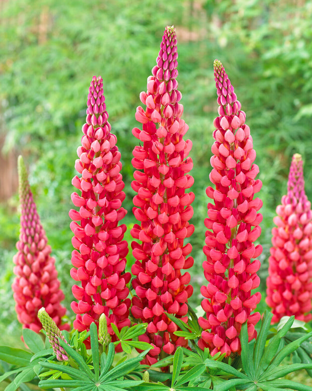 Lupinus 'Towering Inferno'