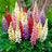 Lupinus