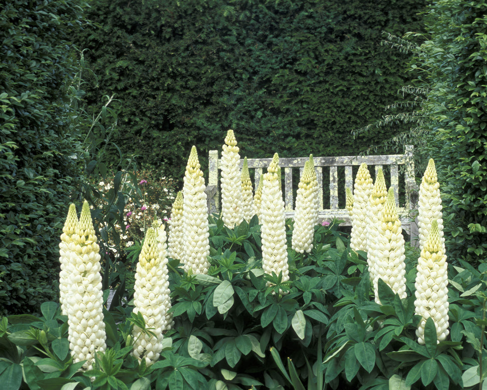 Lupinus 'Polar Princess'