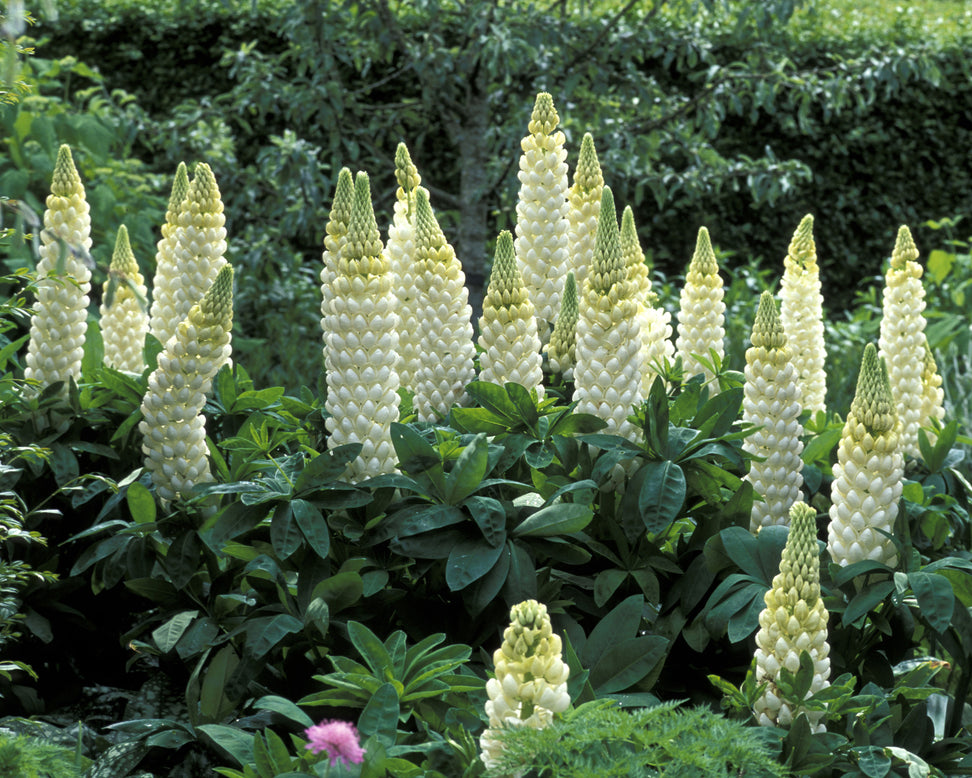 Lupinus 'Polar Princess'