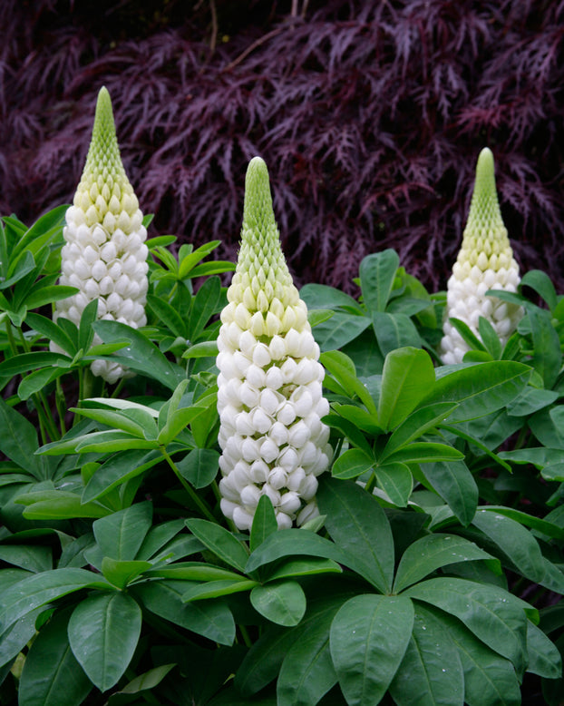Lupinus 'Polar Princess'