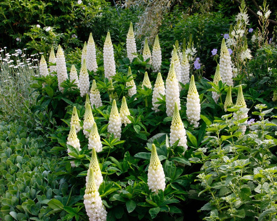 Lupinus 'Polar Princess'