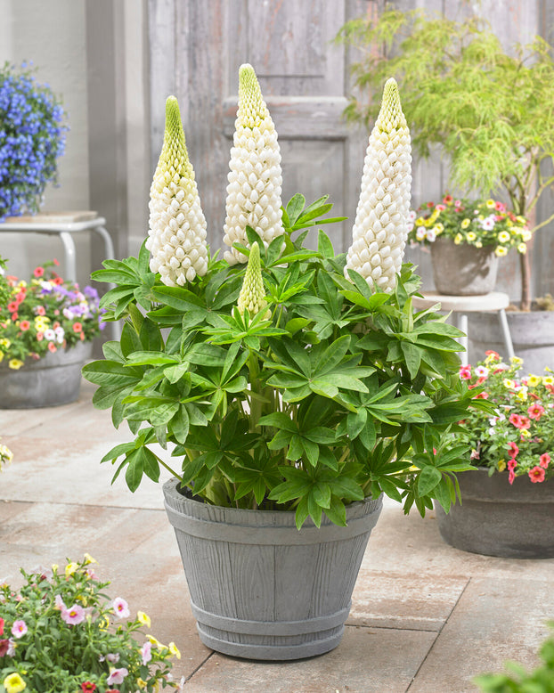 Lupinus 'Polar Princess'