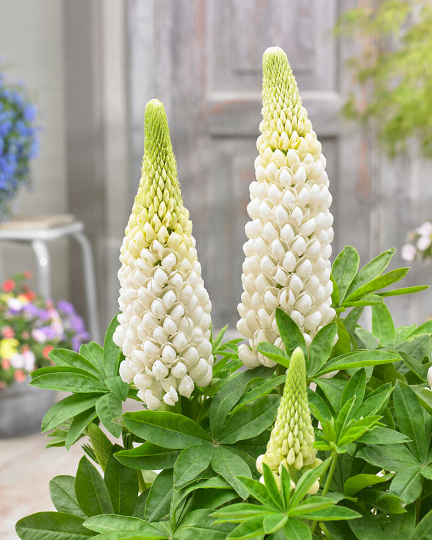 Lupinus 'Polar Princess'