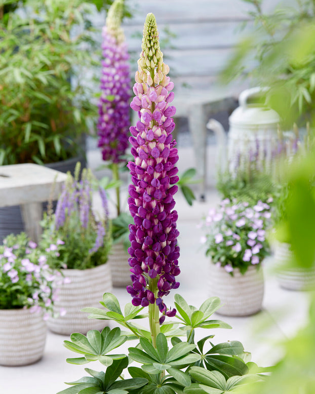 Lupinus 'Shirley Anne'